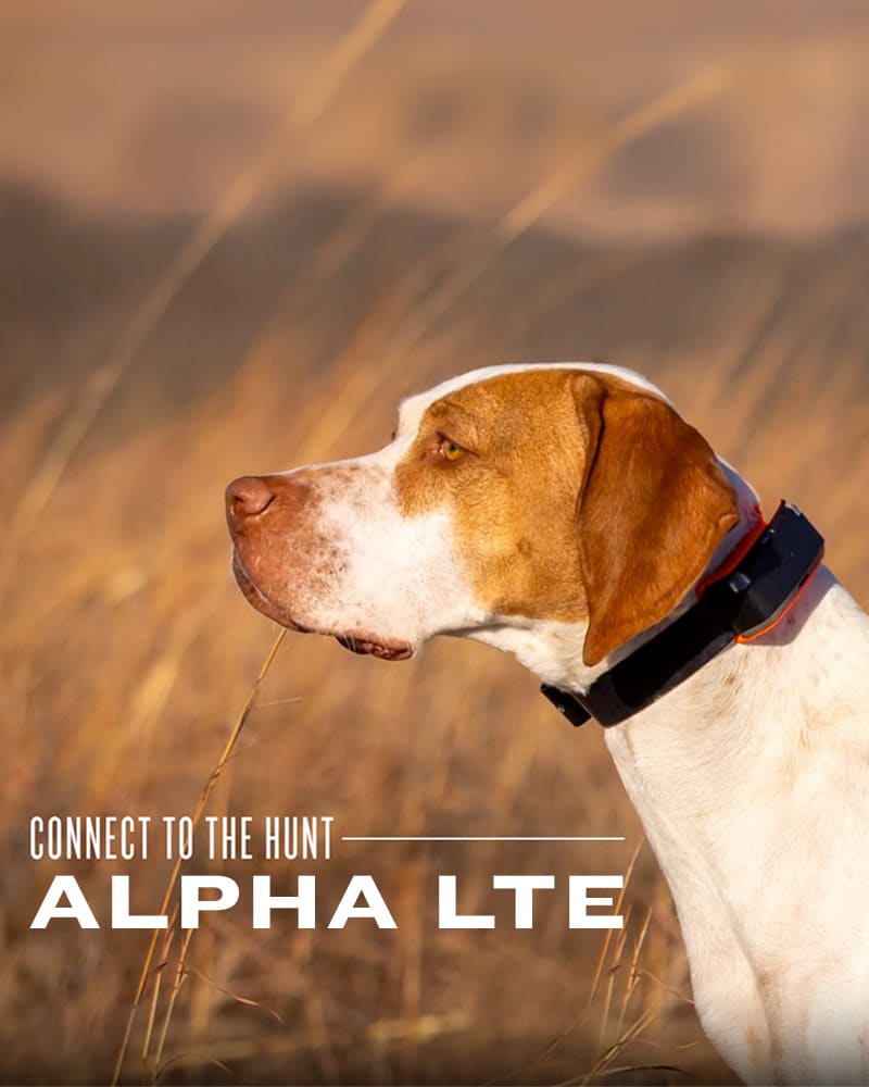 Garmin Alpha LTE Sporting Dog Tracker