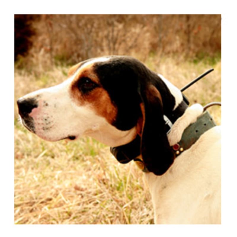 DC™ 30 Dog Tracking Collar | Garmin